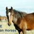 Nature: American Horses